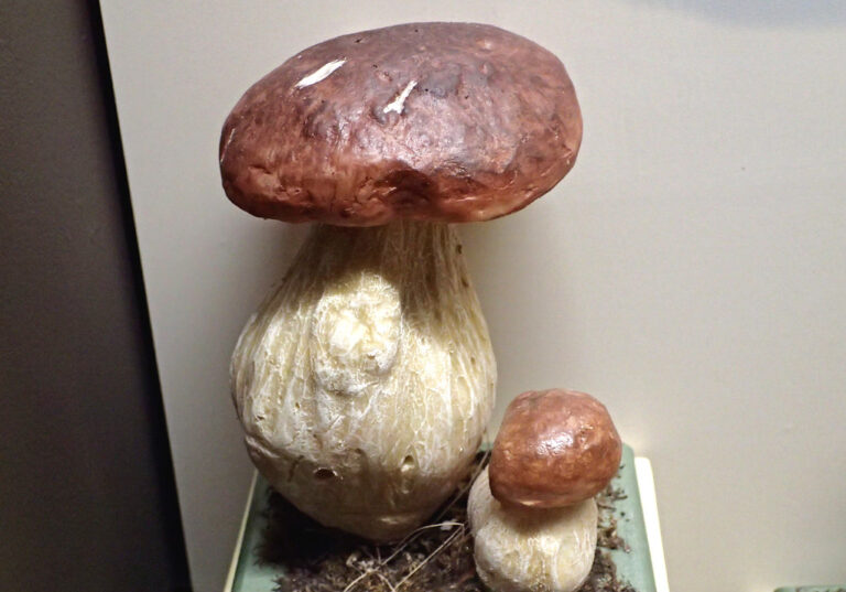 giant fungus king